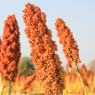 Sorgo